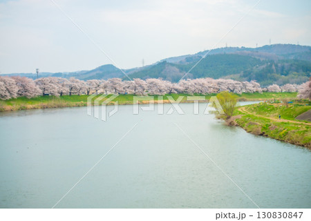 白石川堤一目千本桜 宮城県大河原町 白石川堤一目千本桜 宮城県大河原町 130830847