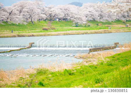 白石川堤一目千本桜 宮城県大河原町 白石川堤一目千本桜 宮城県大河原町 130830851