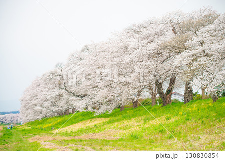 白石川堤一目千本桜　宮城県大河原町 130830854