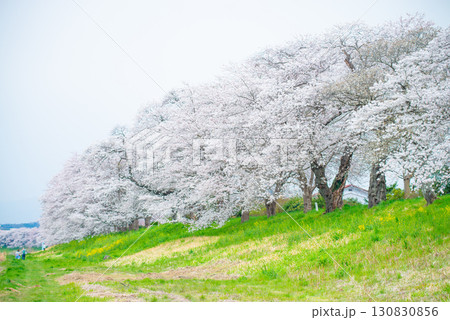 白石川堤一目千本桜 宮城県大河原町 白石川堤一目千本桜 宮城県大河原町 130830856