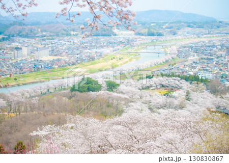 白石川堤一目千本桜　宮城県大河原町 130830867