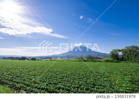 畑家越しに見る北海道の羊蹄山 130831979
