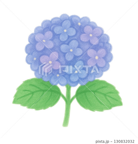 【梅雨】紫陽花(あじさい)のイラスト/ブルー 130832032