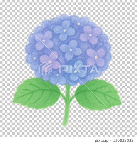 【梅雨】紫陽花(あじさい)のイラスト/ブルー 130832032