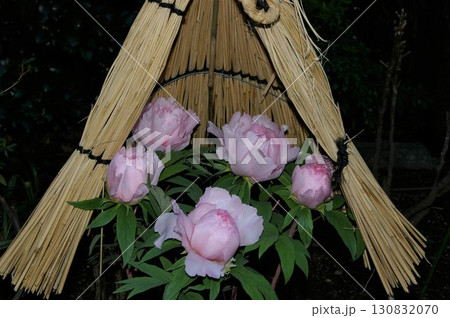 上野東照宮 寒さ除けの藁囲いの中で綺麗に咲く冬ぼたん 130832070