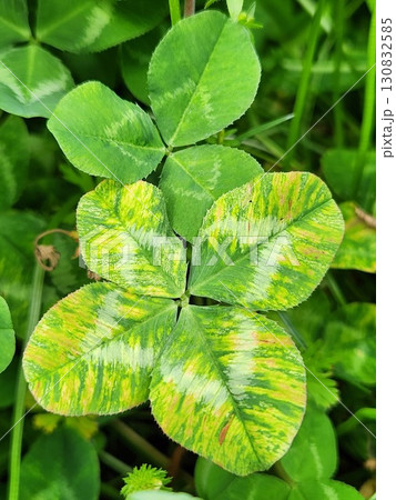 鮮やかな緑色の幸運の四つ葉のクローバー・自然の中に輝く緑の葉 鮮やかな緑色の幸運の四つ葉のクローバー・自然の中に輝く緑の葉 130832585