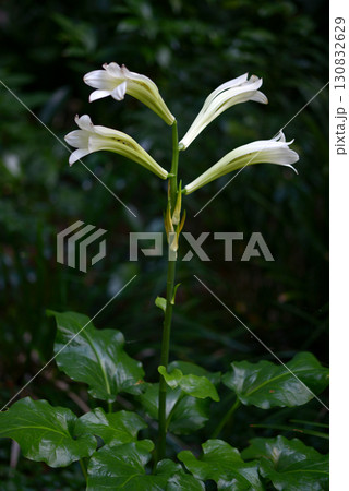 ウバユリ 130832629