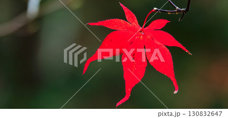 晩秋の真っ赤な紅葉のある風景 130832647