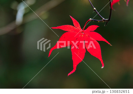 晩秋の真っ赤な紅葉のある風景 130832651