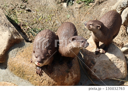 好奇心いっぱいのカワウソたち：岩場で過ごす陽だまりの午後 130832763