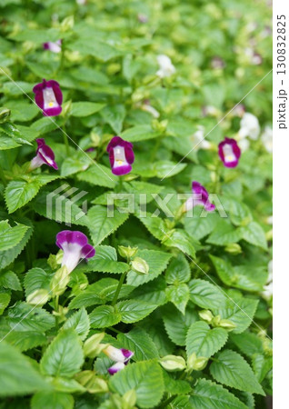 A lush collection of delicate Torenia flowers, displaying intricate detail and vibrant colors 130832825