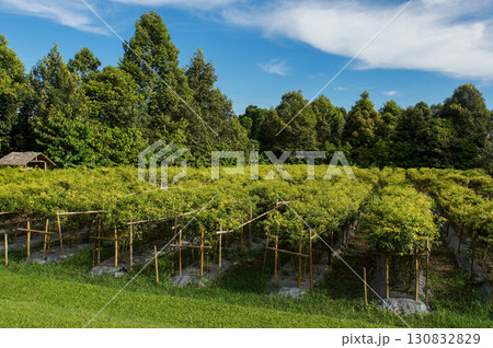 A stunning vineyard with rows of flourishing vines, with trees and a beautiful view of the sky. 130832829