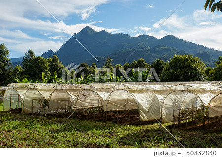 Rows of greenhouses in a field, framed by a stunning mountain range 130832830
