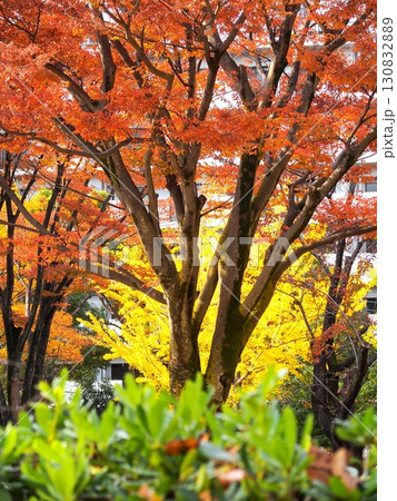 晩秋の住宅地の公園の紅葉の欅と黄葉の銀杏の木のある風景 晩秋の住宅地の公園の紅葉の欅と黄葉の銀杏の木のある風景 130832889