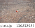 古道具のちいさなだるま横構図一 130832984