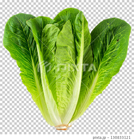 Fresh Green Romaine Lettuce Leaves Isolated on White Background 130833121