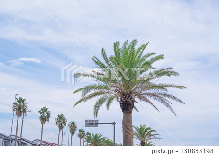 夏の椰子の木イメージ (写真素材) 夏の椰子の木イメージ (写真素材) 130833198
