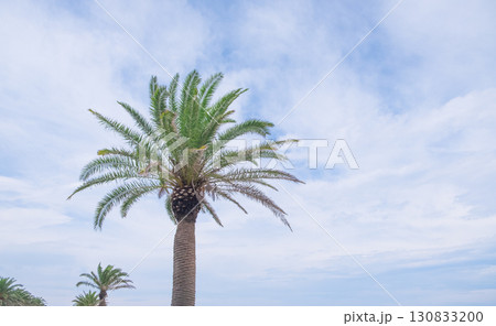 夏の椰子の木イメージ　(写真素材) 130833200