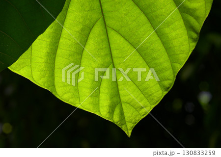 葉模様　葉脈 130833259