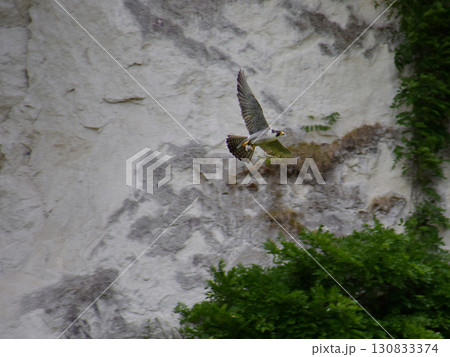 A wild falcon 春の子育てのために捕獲した餌を持ち帰るハヤブサの親鳥(超望遠ズーム撮影) A wild falcon 春の子育てのために捕獲した餌を持ち帰るハヤブサの親鳥(超望遠ズーム撮影) 130833374