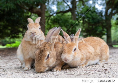 仲良しうさぎトリオの記念撮影 仲良しうさぎトリオの記念撮影 130833612