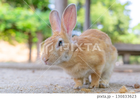 身を乗り出すウサギ 130833623