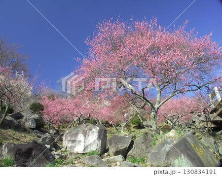 早春の紅梅の咲く筑波梅林風景 早春の紅梅の咲く筑波梅林風景 130834191