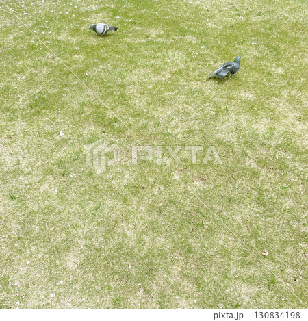 芝生の上の寛ぐ鳩2羽【四角】 130834198