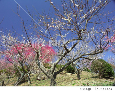 梅の花咲く早春の筑波梅林風景 130834323