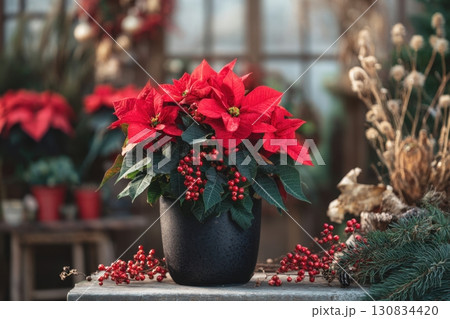 Poinsettia plant in a pot. Christmas Star flower. Festive red and golden holiday background with decorations and presents. The background is blurred. Traditional Xmas winter festive red flowers. 130834420