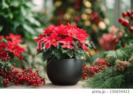 Poinsettia plant in a pot. Christmas Star flower. Festive red and golden holiday background with decorations and presents. The background is blurred. Traditional Xmas winter festive red flowers. 130834421
