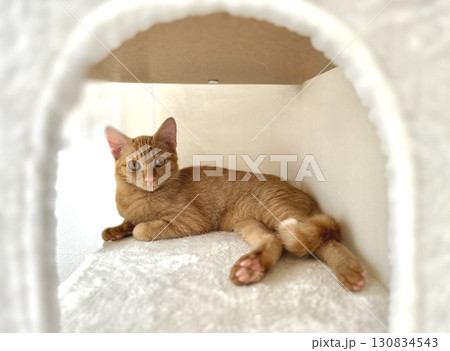 部屋の奥に横たわる茶トラ猫 部屋の奥に横たわる茶トラ猫 130834543