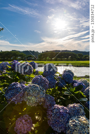 静岡県掛川市幡鎌 天竜浜名湖鉄道と沿線の風景 静岡県掛川市幡鎌 天竜浜名湖鉄道と沿線の風景 130834712