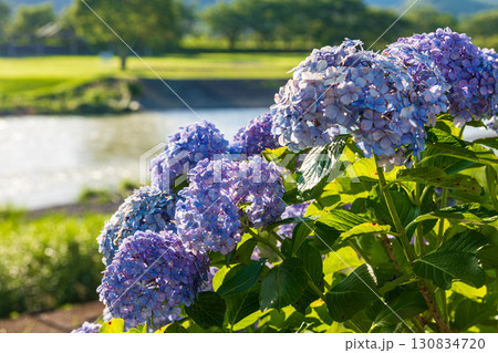 静岡県掛川市幡鎌 天竜浜名湖鉄道と沿線の風景 静岡県掛川市幡鎌 天竜浜名湖鉄道と沿線の風景 130834720