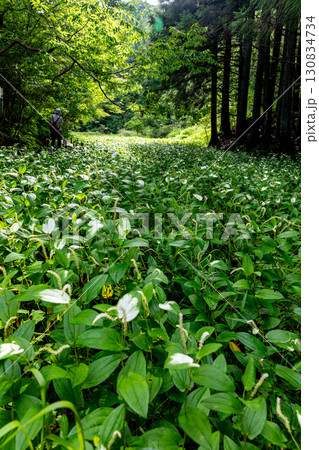 静岡県周智郡森町鍛治島　山里の風景 130834734