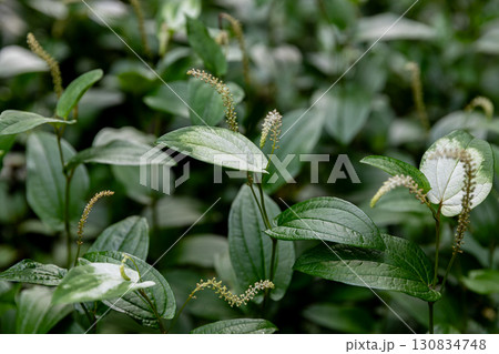 静岡県周智郡森町鍛治島　山里の風景 130834748