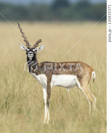 wild male blackbuck or antilope cervicapra or indian antelope Blackbuck National Park Velavadar bhavnagar gujrat india asia blackbuck with broken horn closeup or portrait in natural green background 130835371