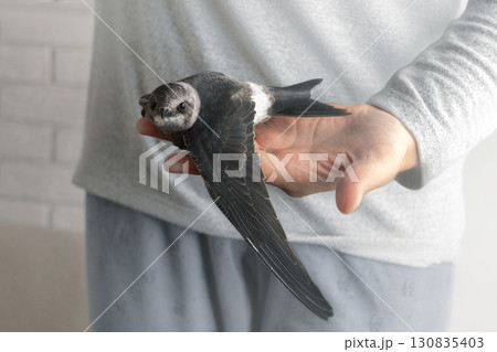 White-belted swift bird sits on a woman's hand close up photo 130835403