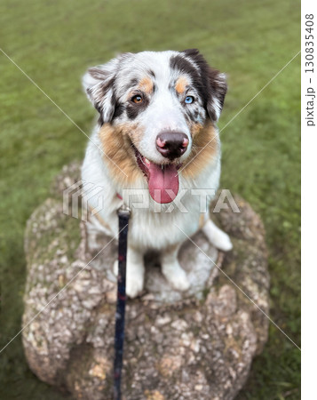 Aussie Australian Shepherd dog in blue marble color and different eye color. Dog walks. A dog sits on a rock in a park. Vertical Aussie Australian Shepherd dog in blue marble color and different eye color. Dog walks. A dog sits on a rock in a park. Vertical 130835408