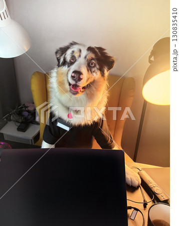 Aussie Australian Shepherd dog in blue marble color and different eye color in clothes sits at a table and works at a computer. Vertical 130835410