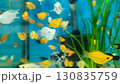 Colorful fish of various species swim among green aquatic plants in a vibrant blue aquarium. Ideal for pet, nature, or interior design themes. Colorful fish of various species swim among green aquatic plants in a vibrant blue aquarium. Ideal for pet, nature, or interior design themes. 130835759