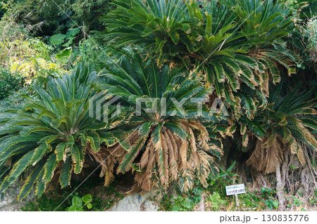 ソテツ自生北現地 鹿児島県 130835776