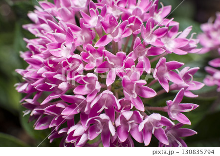 公園の花壇にピンク色のペンタスの花が咲いています。学名はPentas lanceolataです。 公園の花壇にピンク色のペンタスの花が咲いています。学名はPentas lanceolataです。 130835794