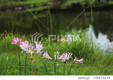 ナツズイセン 130835834