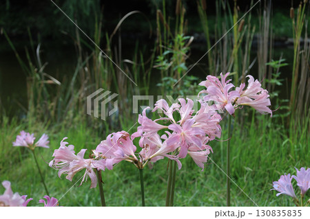 ナツズイセン 130835835