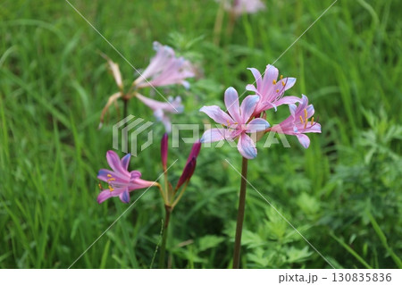 ナツズイセン 130835836