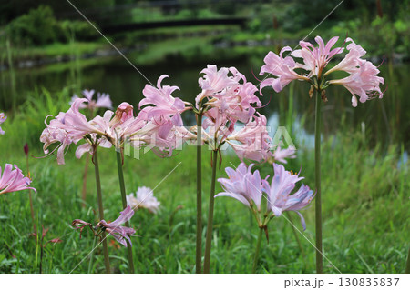 ナツズイセン 130835837