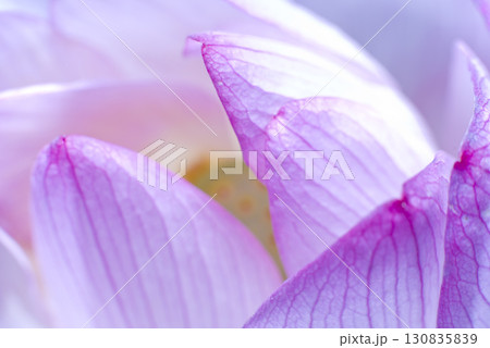 蓮の花のクローズアップ写真。学名はNelumbo nuciferaです。 130835839