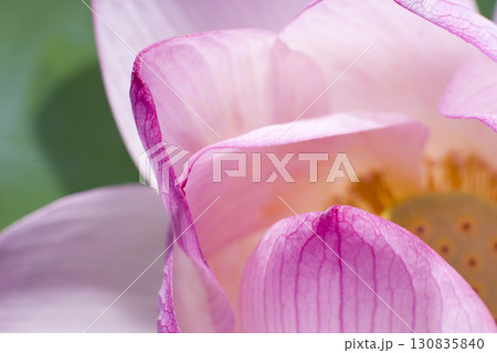 蓮の花のクローズアップ写真。学名はNelumbo nuciferaです。 蓮の花のクローズアップ写真。学名はNelumbo nuciferaです。 130835840