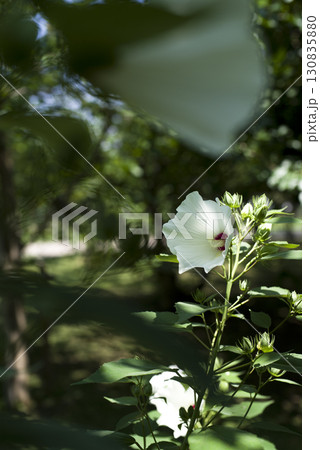 植物園にムクゲの白い花が咲いています。学名はHibiscus syriacusです。 植物園にムクゲの白い花が咲いています。学名はHibiscus syriacusです。 130835880